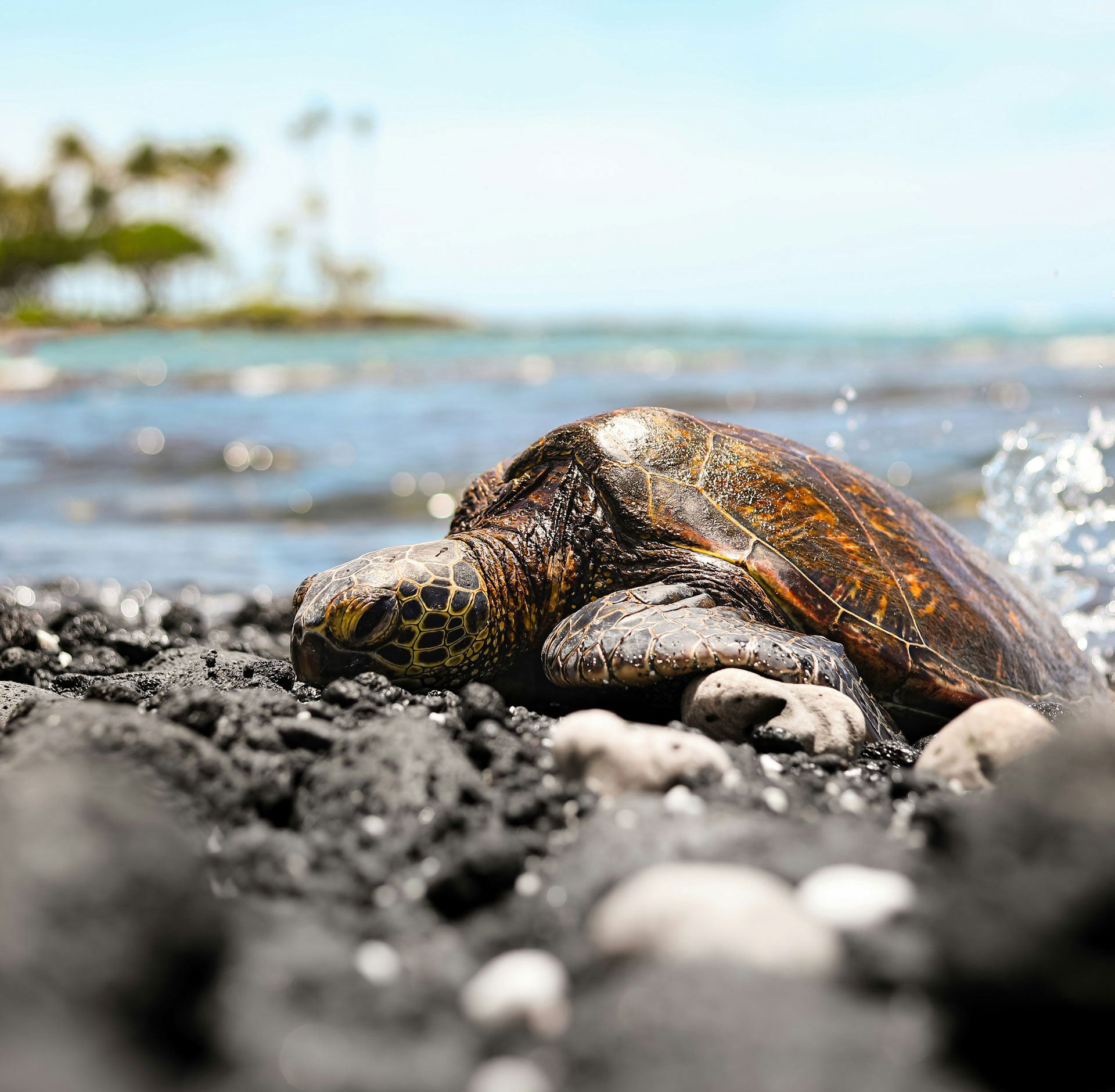 Hawaii sea turtle - HR Hawaii compliance expertise that stands the test of time